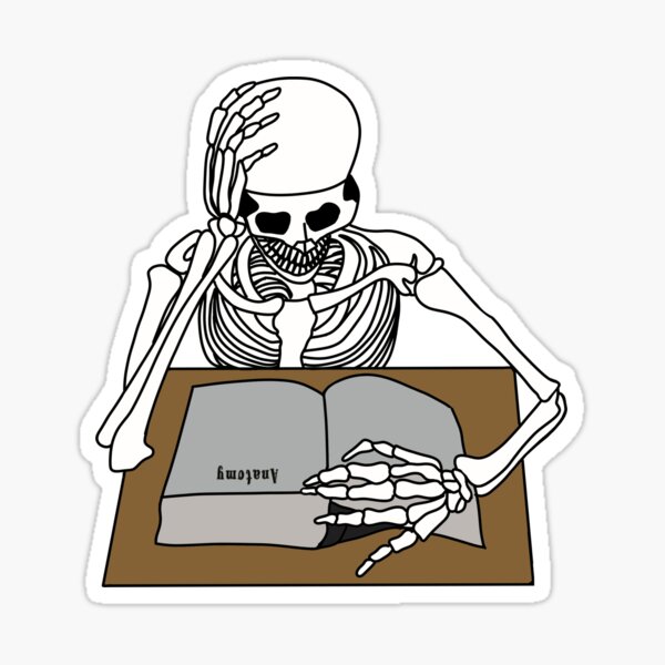 Anatomy skeleton