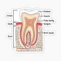 Anatomy of a tooth