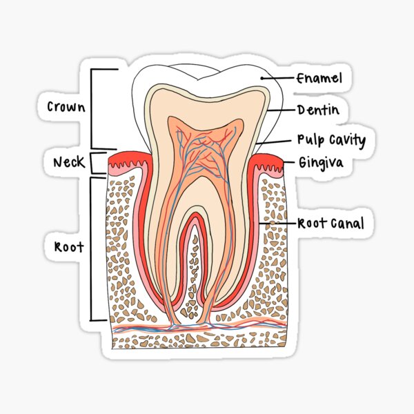 Anatomy of a tooth