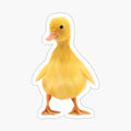 Baby Duckling