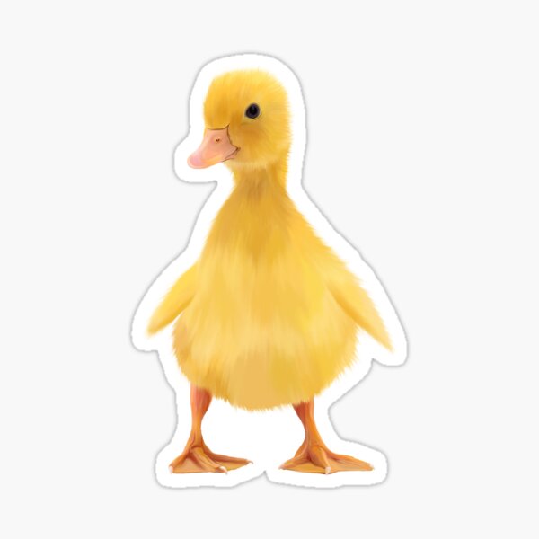 Baby Duckling