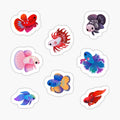 Betta