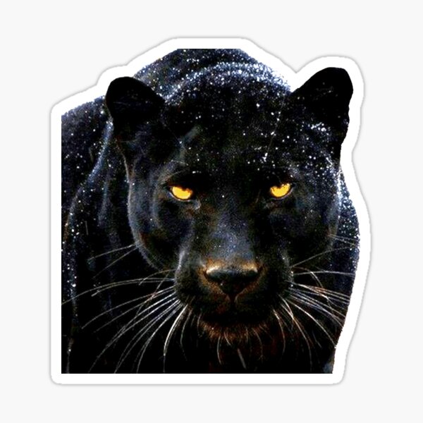 Black Jaguar