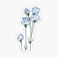 Blue Carnation