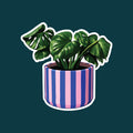 Boho Plant