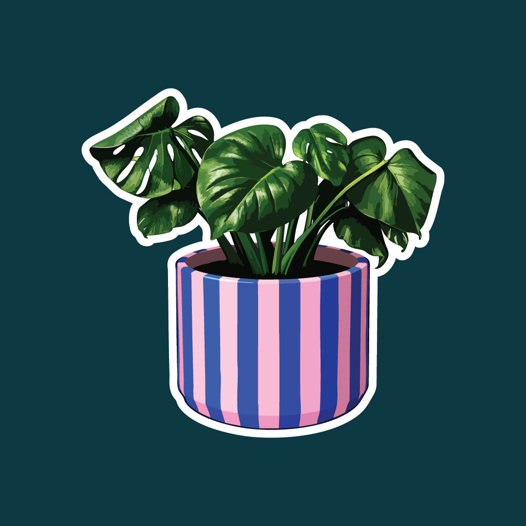 Boho Plant