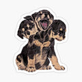 CERBERUS