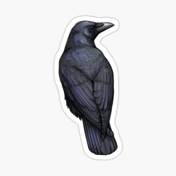 Carrion Crow