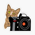 Cat Photographer