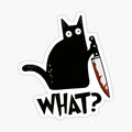Cat What