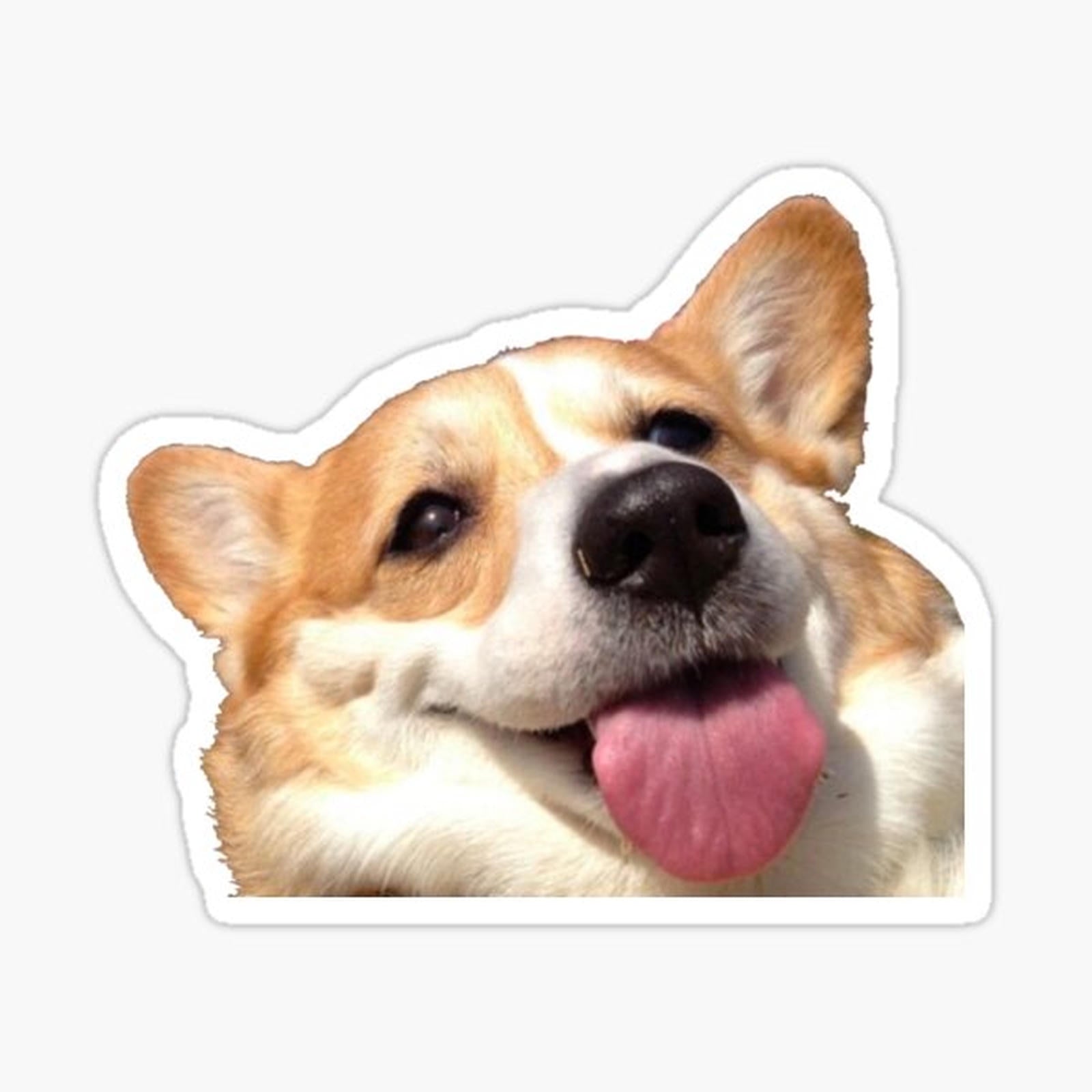 Corgi