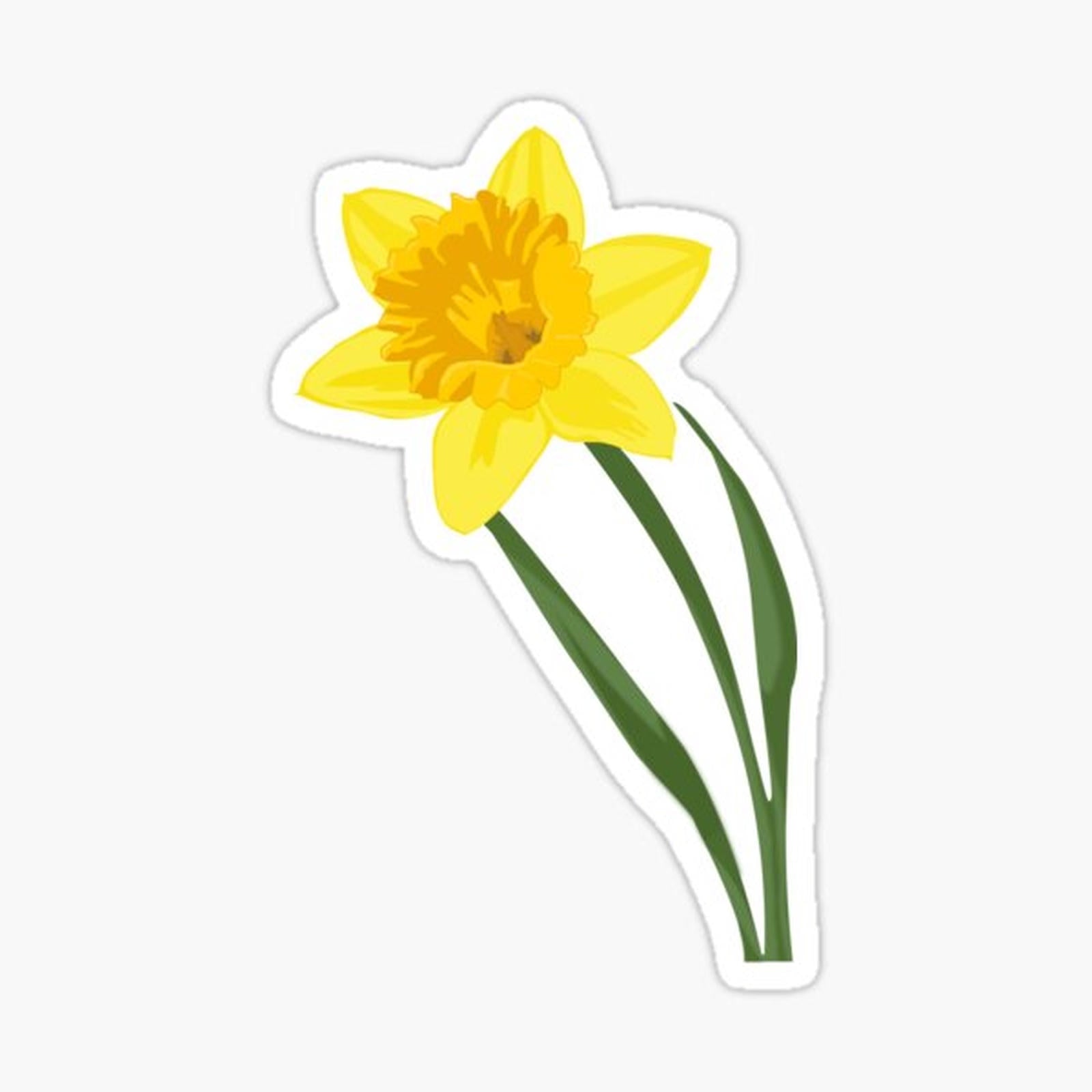 Daffodil