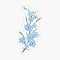 Forget Me Not