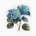 Hydrangea