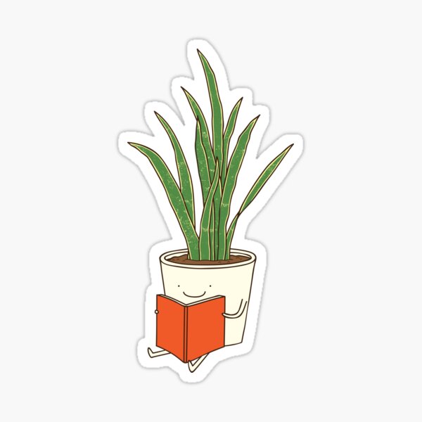 Indoor plant
