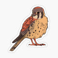 Kestrel