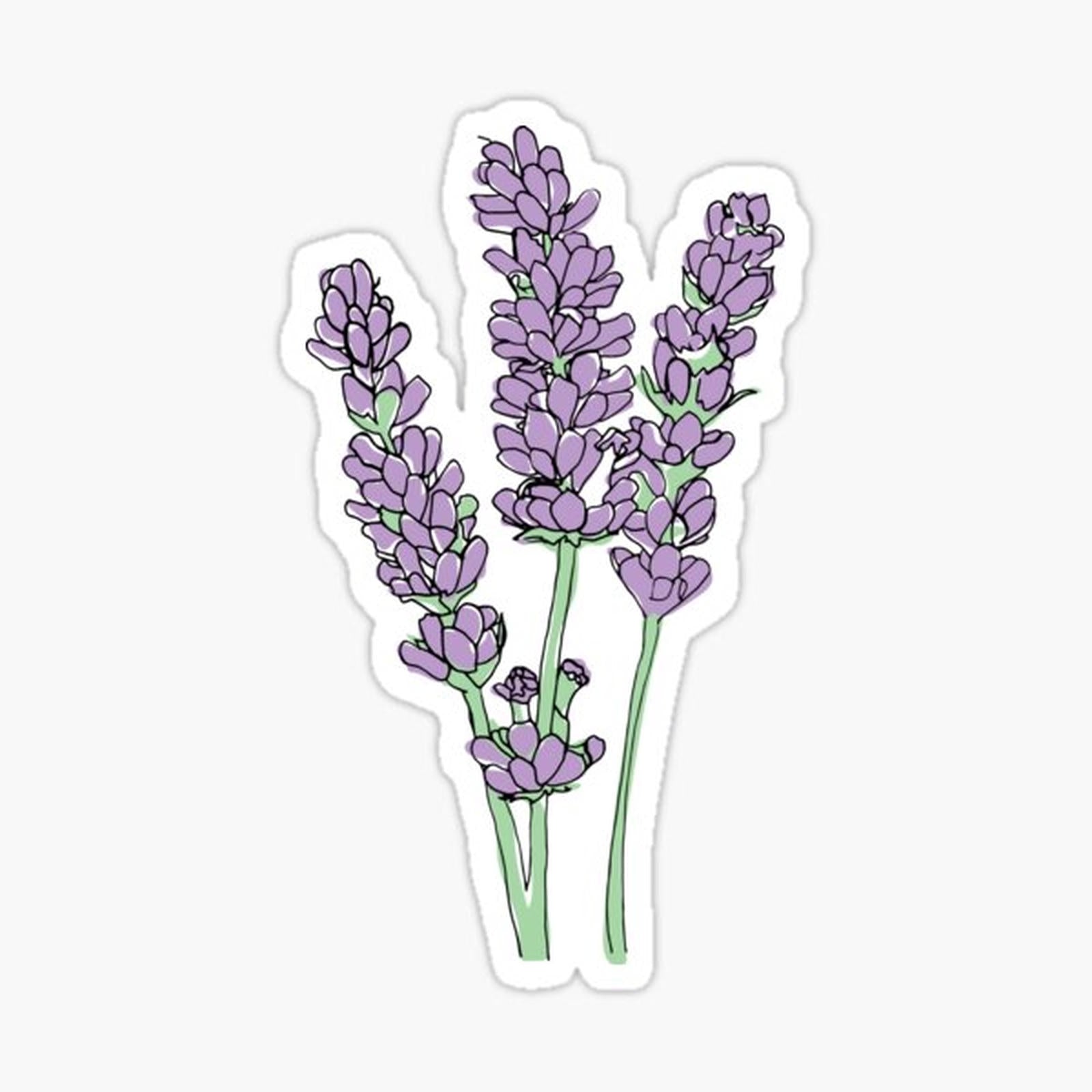 Lavender