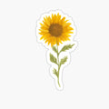 Lovely Sunflower