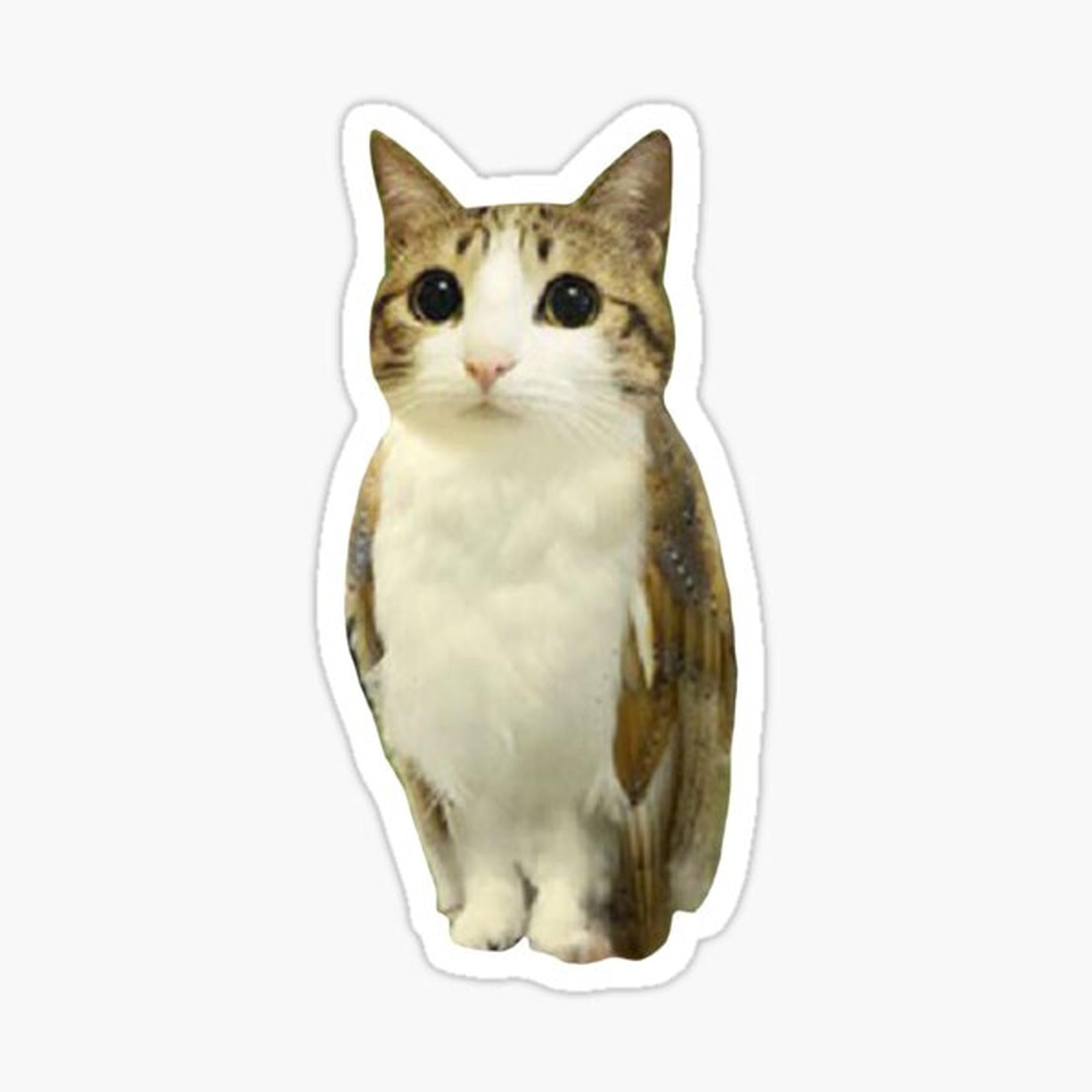 Meowl