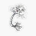 Neuron