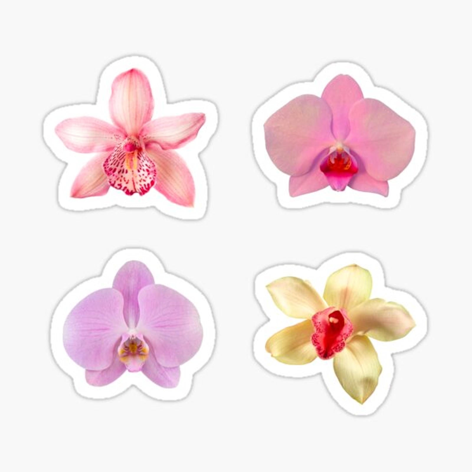 Orchids