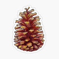 Pinecone