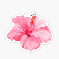 Pink Hibiscus