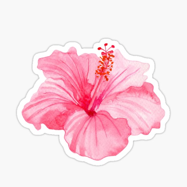 Pink Hibiscus