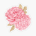Pink Peonies
