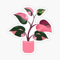 Pink Princess Philodendron