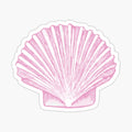Pink Sea Scallop