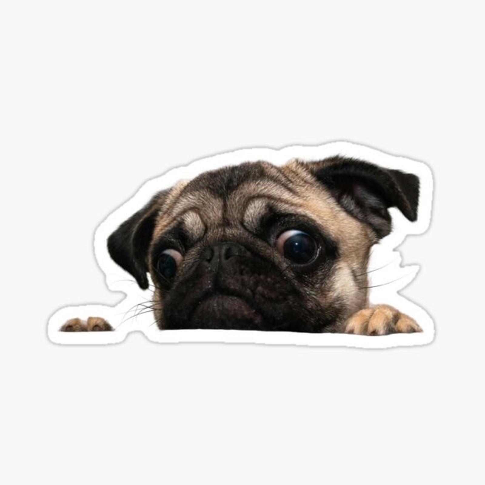 Pugs