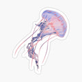 Sea Nettle Jellyfish