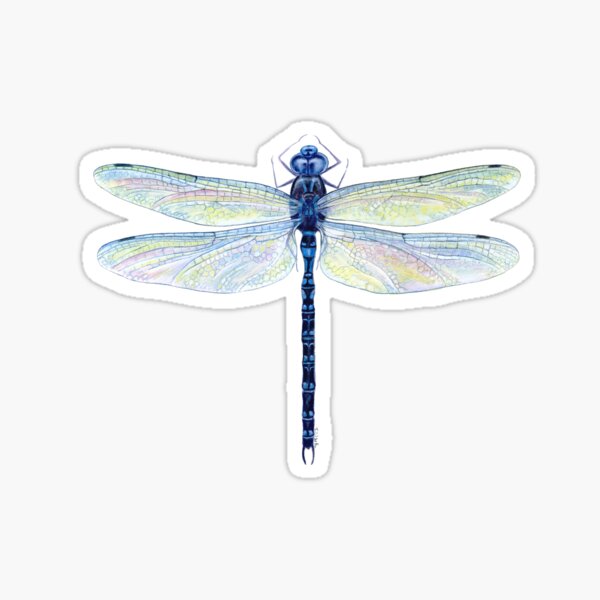 Spatterdock Dragonfly
