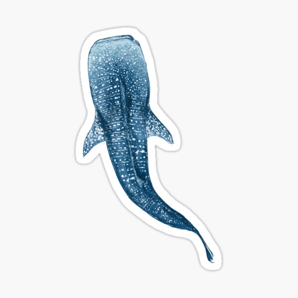 Whale Shark Surfacing
