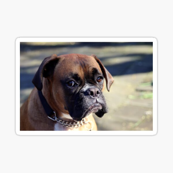 Who.... Me Boxer Dog Series Premium Scoop