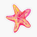 aesthetic sticker, starfish