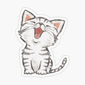 American Shorthair happy