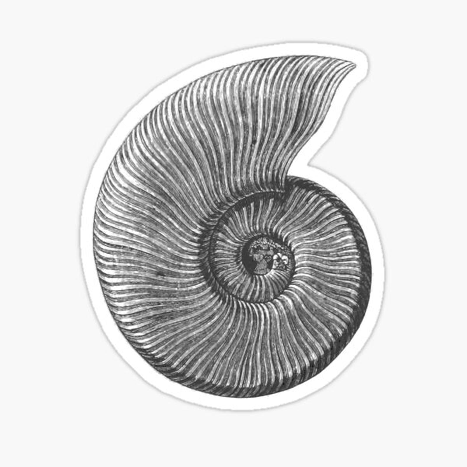 Ammonite Fossil