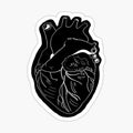Anatomic Heart
