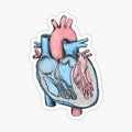 Anatomical Heart Sketch
