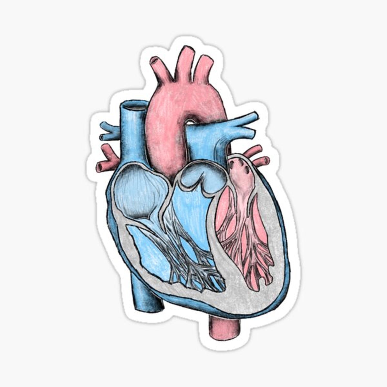 Anatomical Heart Sketch
