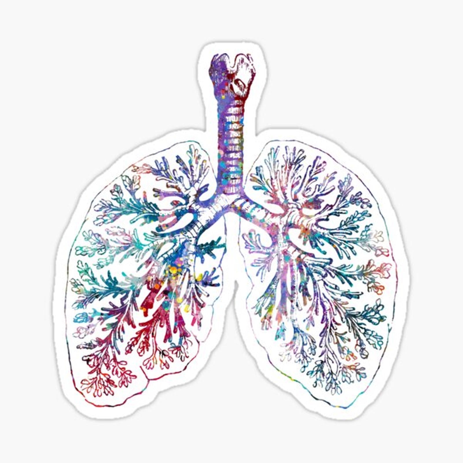 Anatomy of Human Lungs