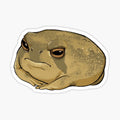 Angry Rain Frog
