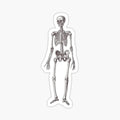 Antique Engraving of Human Skeleton