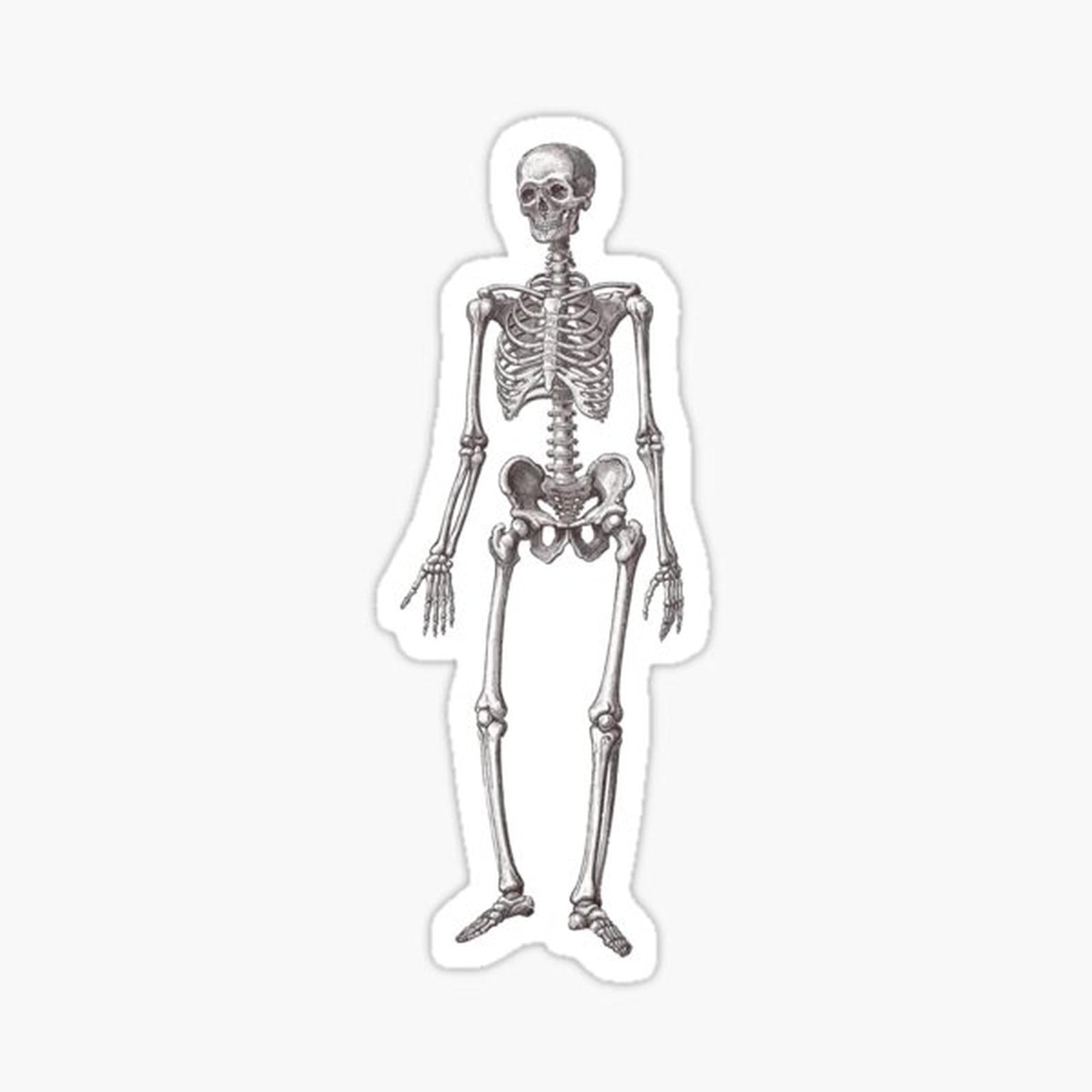 Antique Engraving of Human Skeleton