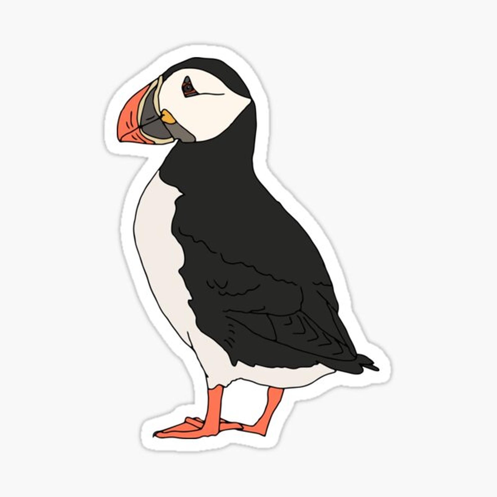 Atlantic Puffin Illustration