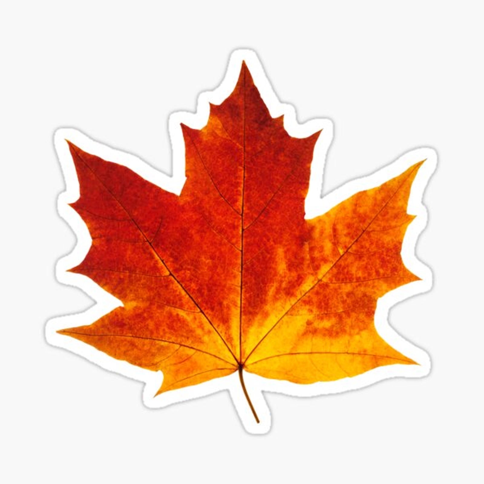 Autumn maple