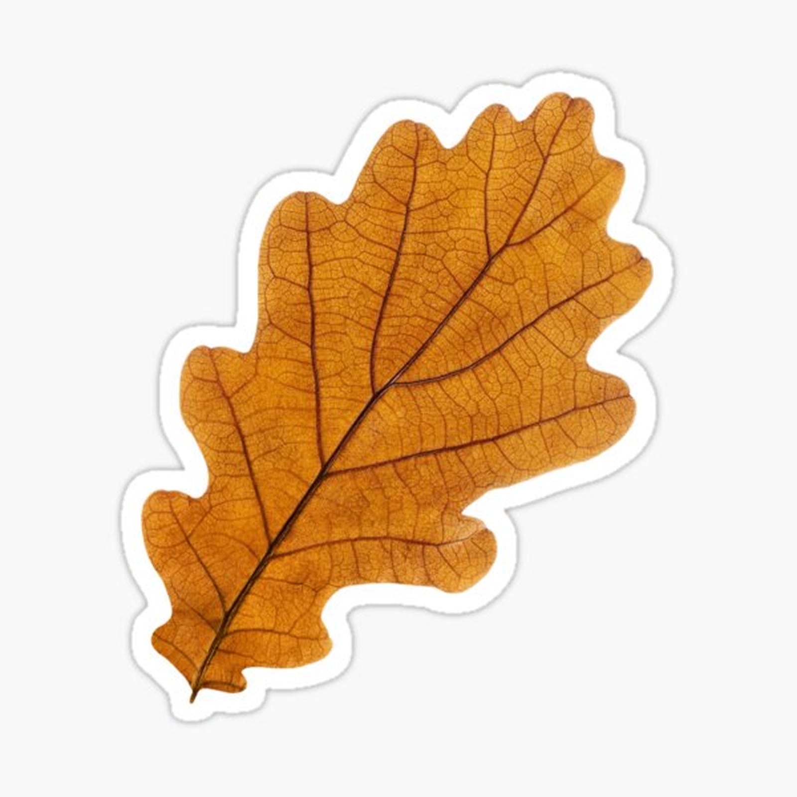 Autumn oak