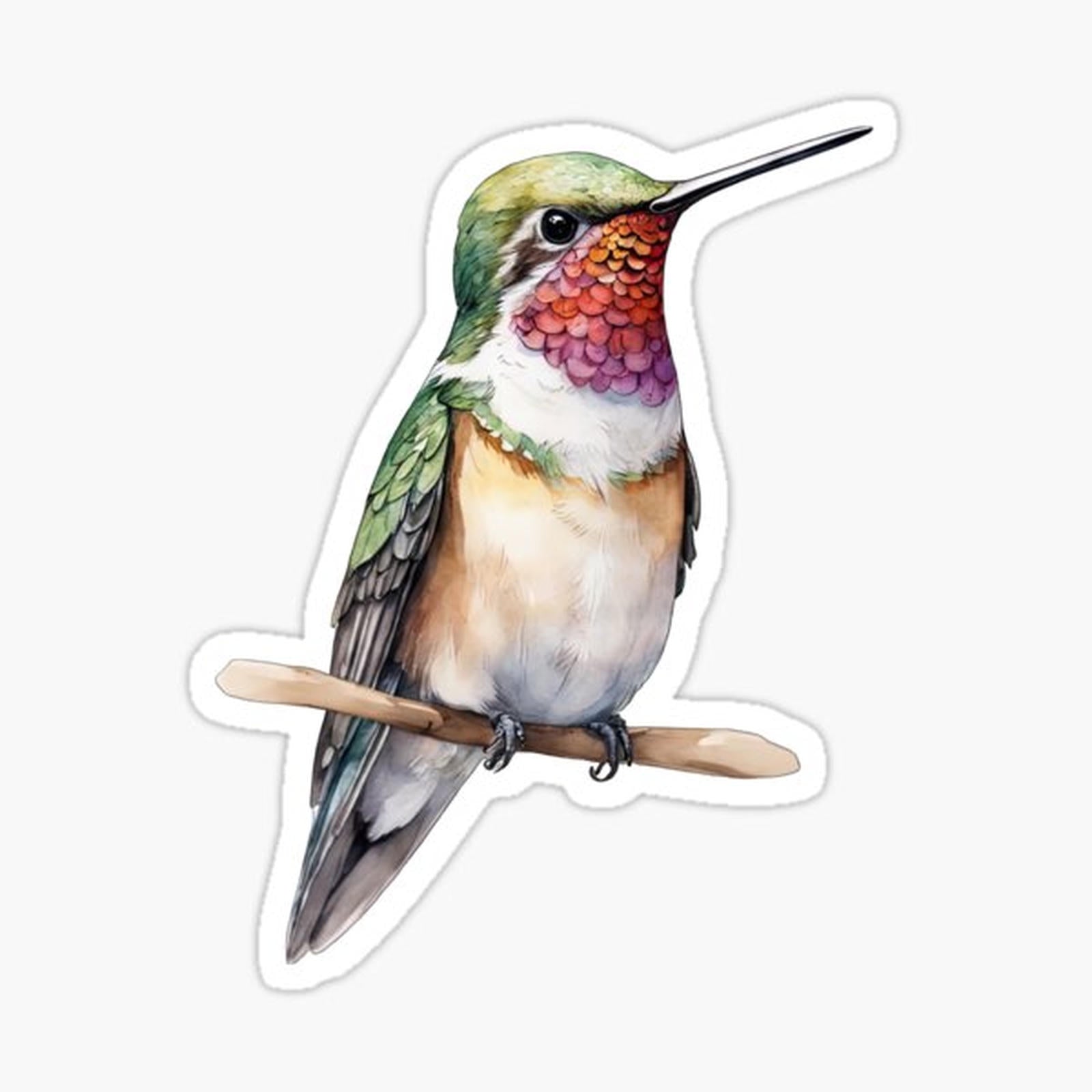Awesome Hummingbird